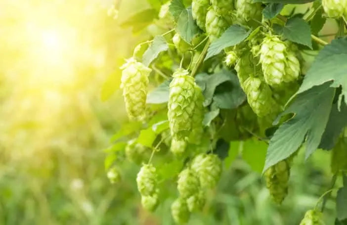 Mature Bitter Extract from Hops burns Fat